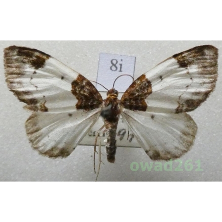Mesoleuca albicillata (Linnaeus, 1758) Czech8i